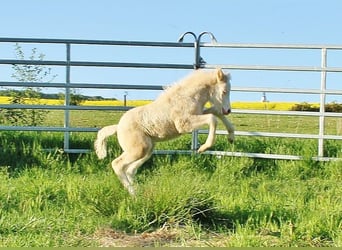 Islandpferd, Stute, Fohlen (04/2026), 140 cm, Falbe