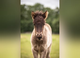 Islandpferd, Stute, Fohlen (04/2025), 140 cm, Rappe