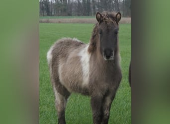 Islandpferd, Stute, Fohlen (06/2025), 140 cm, Schecke