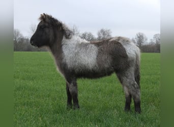 Islandpferd, Stute, Fohlen (06/2025), 140 cm, Schecke