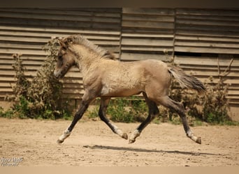 Islandpferd, Stute, Fohlen (05/2025), 144 cm, Falbe