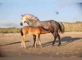 Islandpferd Mix, Stute, Fohlen (05/2025), 155 cm, Champagne