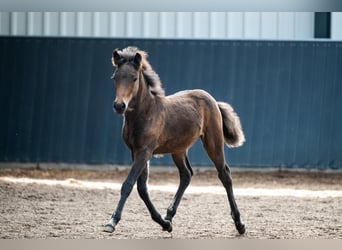 Islandpferd, Stute, Fohlen (06/2026), Brauner