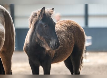 Islandpferd, Stute, Fohlen (07/2026), Rappe