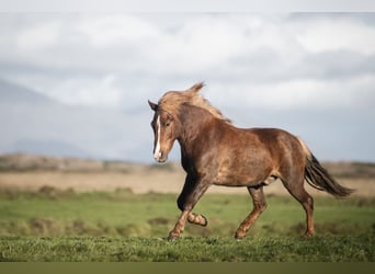 Islandpferd, Wallach, 10 Jahre, 130 cm, Fuchs