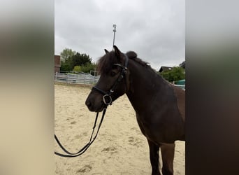 Islandpferd, Wallach, 10 Jahre, 132 cm, Rappe