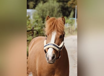 Islandpferd, Wallach, 10 Jahre, 135 cm, Fuchs