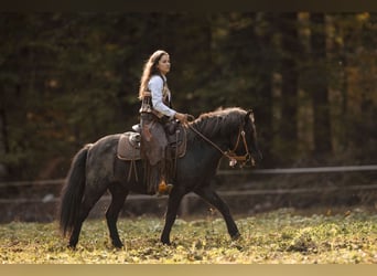 Islandpferd, Wallach, 10 Jahre, 135 cm, Roan-Blue