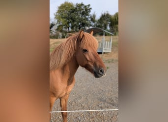 Islandpferd, Wallach, 10 Jahre, 137 cm, Falbe