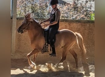 Islandpferd, Wallach, 10 Jahre, 137 cm, Falbe