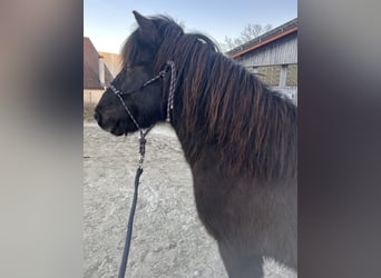 Islandpferd, Wallach, 10 Jahre, 137 cm, Schwarzbrauner