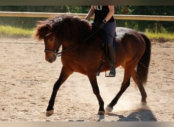 Islandpferd, Wallach, 10 Jahre, 138 cm, Brauner