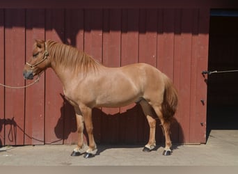 Islandpferd, Wallach, 10 Jahre, 138 cm, Falbe