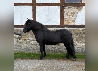 Islandpferd, Wallach, 10 Jahre, 140 cm, Rappe