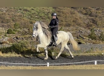 Islandpferd, Wallach, 10 Jahre, 140 cm, Schimmel