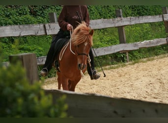 Islandpferd, Wallach, 10 Jahre, 141 cm, Fuchs