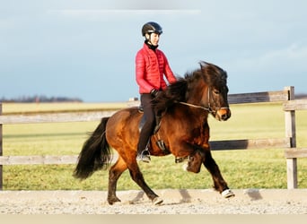 Islandpferd, Wallach, 10 Jahre, 142 cm, Brauner