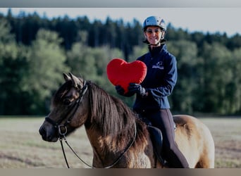 Islandpferd, Wallach, 10 Jahre, 142 cm, Buckskin