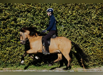 Islandpferd, Wallach, 10 Jahre, 142 cm, Buckskin