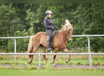 Islandpferd, Wallach, 10 Jahre, 142 cm, Fuchs