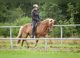 Islandpferd, Wallach, 10 Jahre, 142 cm, Fuchs