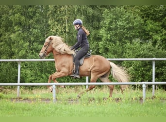 Islandpferd, Wallach, 10 Jahre, 142 cm, Fuchs