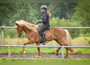 Islandpferd, Wallach, 10 Jahre, 142 cm, Fuchs
