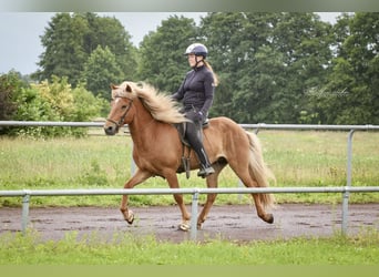 Islandpferd, Wallach, 10 Jahre, 142 cm, Fuchs