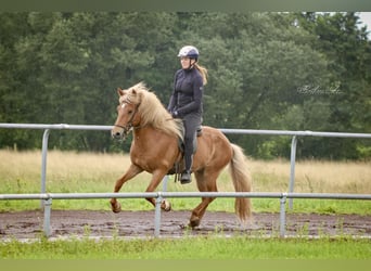 Islandpferd, Wallach, 10 Jahre, 142 cm, Fuchs