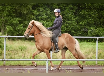 Islandpferd, Wallach, 10 Jahre, 142 cm, Fuchs