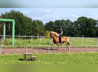 Islandpferd, Wallach, 10 Jahre, 142 cm, Fuchs