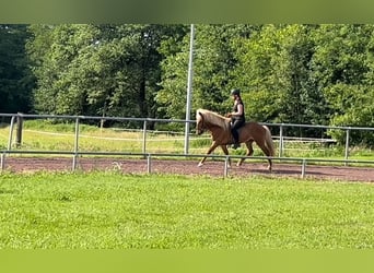 Islandpferd, Wallach, 10 Jahre, 142 cm, Fuchs