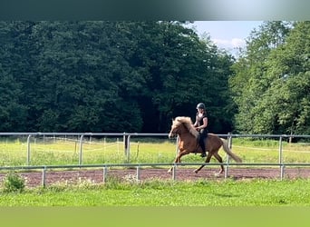 Islandpferd, Wallach, 10 Jahre, 142 cm, Fuchs