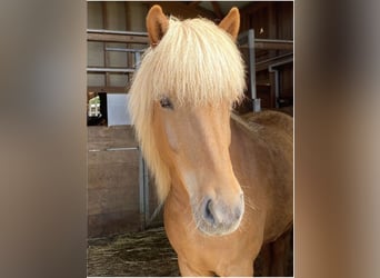 Islandpferd, Wallach, 10 Jahre, 142 cm, Fuchs