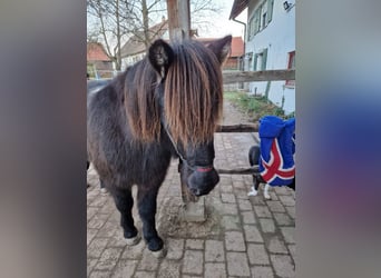 Islandpferd, Wallach, 10 Jahre, 142 cm, Rappe