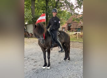 Islandpferd, Wallach, 10 Jahre, 142 cm, Rappe