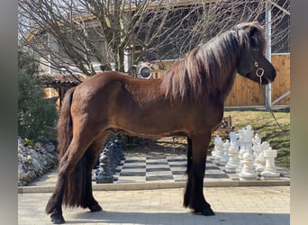 Islandpferd, Wallach, 10 Jahre, 142 cm, Rappe