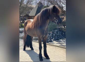 Islandpferd, Wallach, 10 Jahre, 142 cm, Rappe
