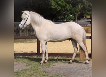 Islandpferd, Wallach, 10 Jahre, 142 cm, Schimmel