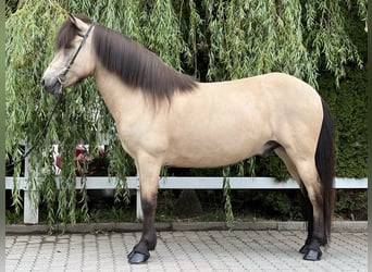 Islandpferd, Wallach, 10 Jahre, 144 cm, Buckskin