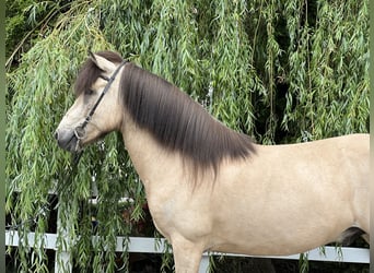 Islandpferd, Wallach, 10 Jahre, 144 cm, Buckskin