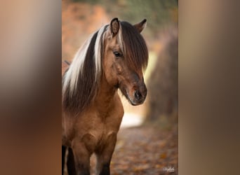 Islandpferd, Wallach, 10 Jahre, 144 cm, Falbe
