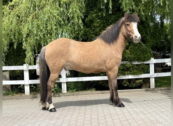 Islandpferd, Wallach, 10 Jahre, 144 cm, Falbe