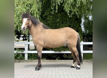 Islandpferd, Wallach, 10 Jahre, 144 cm, Falbe