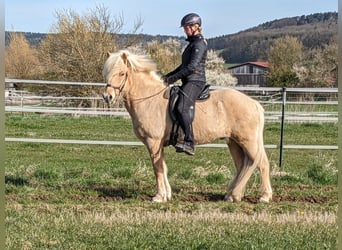 Islandpferd, Wallach, 10 Jahre, 145 cm