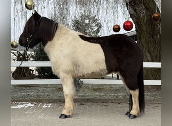 Islandpferd, Wallach, 10 Jahre, 145 cm