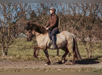 Islandpferd, Wallach, 10 Jahre, 145 cm