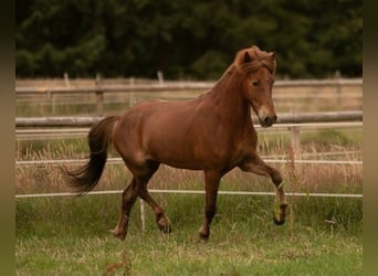 Islandpferd, Wallach, 10 Jahre, 147 cm, Dunkelfuchs