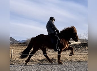 Islandpferd, Wallach, 10 Jahre, 147 cm, Fuchs