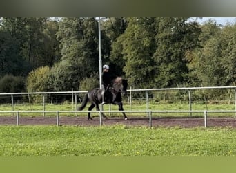 Islandpferd, Wallach, 10 Jahre, 147 cm, Rappe
